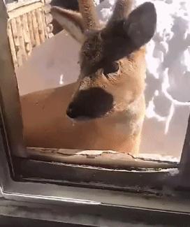 为什么说傻狍子是东北第一大神兽,中国第一神兽傻狍子到底有多傻