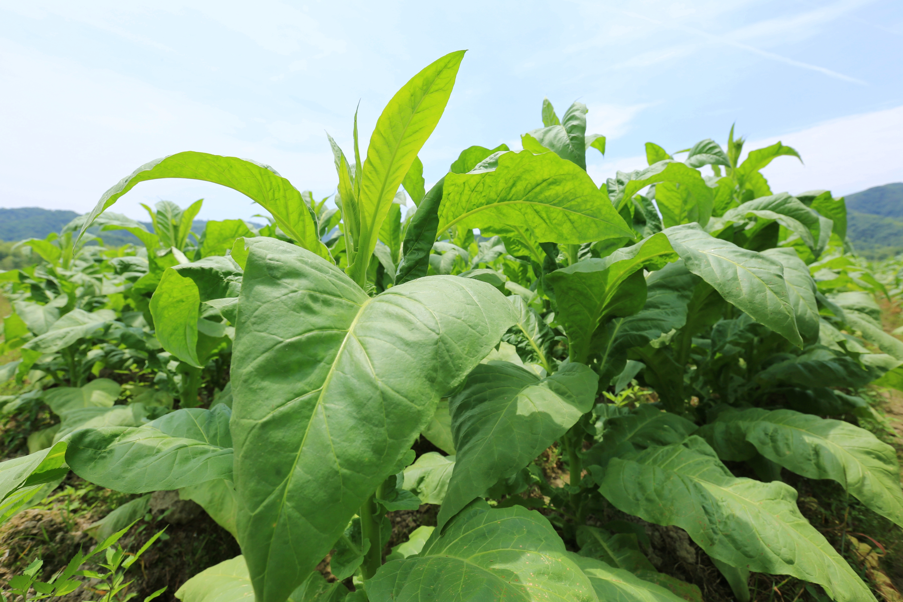 正宗的最便宜雪茄多少钱一盒,一口雪茄一套房子