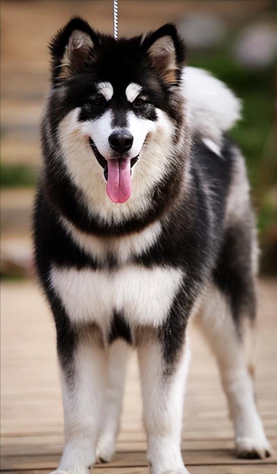 劝你不要养阿拉斯加！看完这几点你就知道为什么了