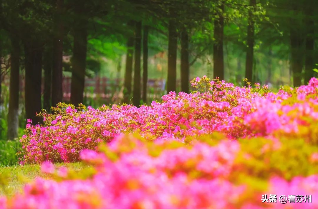 苏州赏花的地方,苏州三月中旬赏花去处