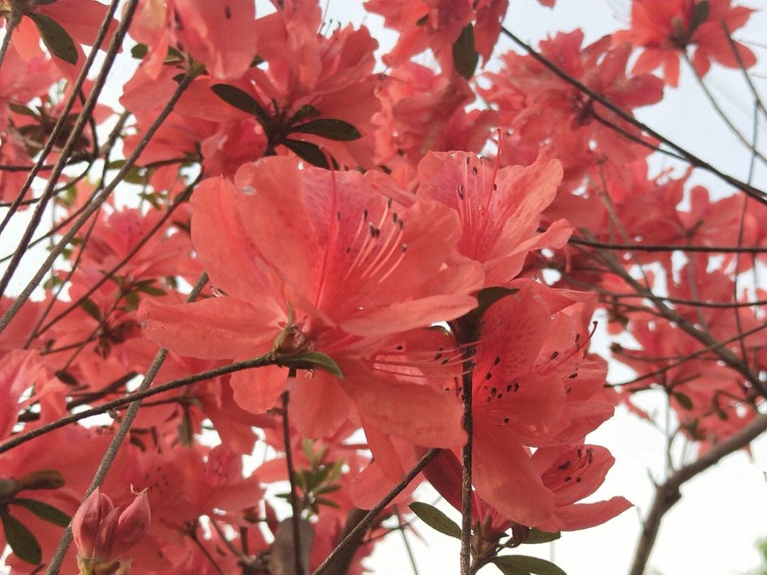 杜鹃花的形容词和古诗词,杜鹃花配古诗词图片