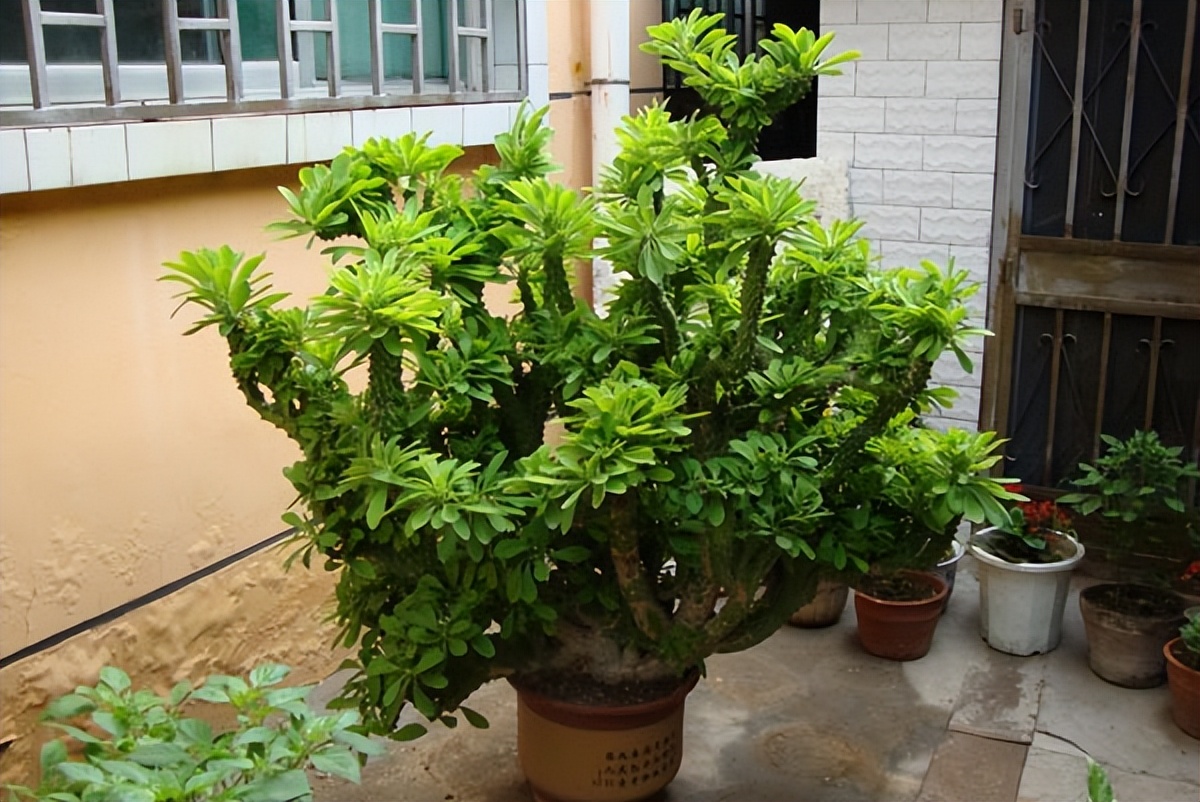 4种花颜值高养在家里超漂亮,家里养什么花招财又旺家