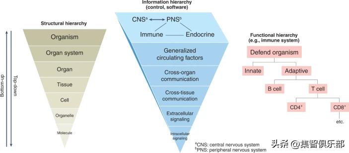 衰老分为生理性衰老和病理性衰老,衰老的特点与相关理论