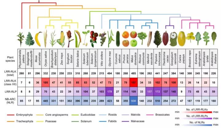 植物免疫系统的“御敌”机制