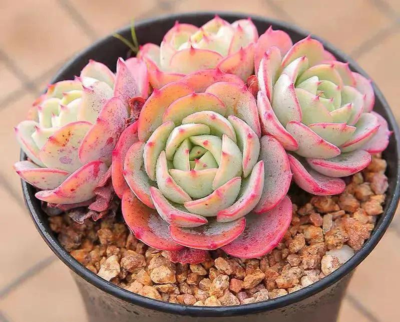 粉色系多肉,各种美到爆的多肉