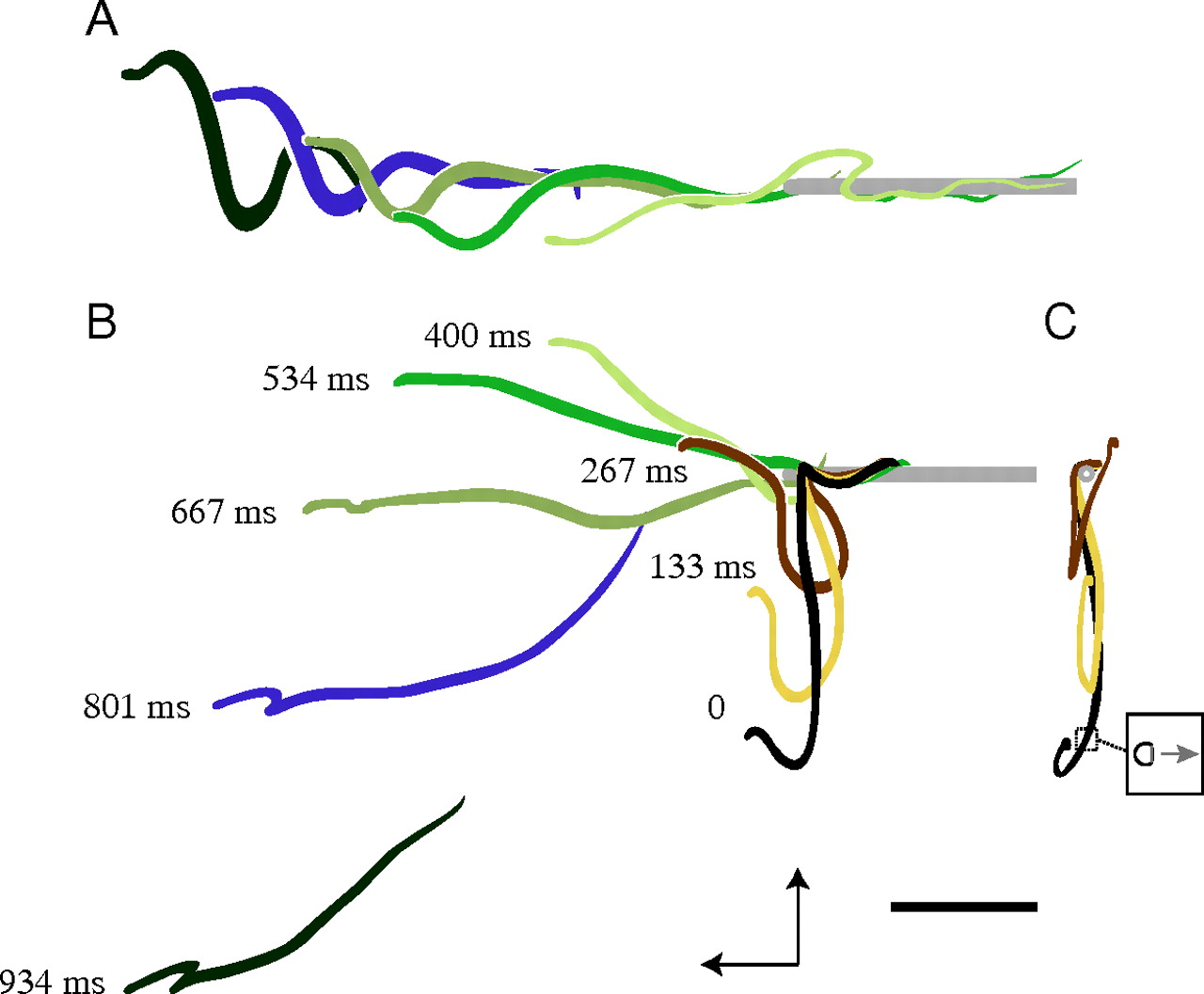 蛇类科普15种奇特的蛇,神奇的蛇类大揭秘