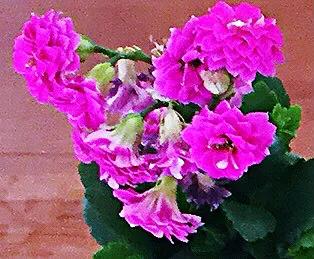 家里养什么花儿好养活,家里养的花儿图片