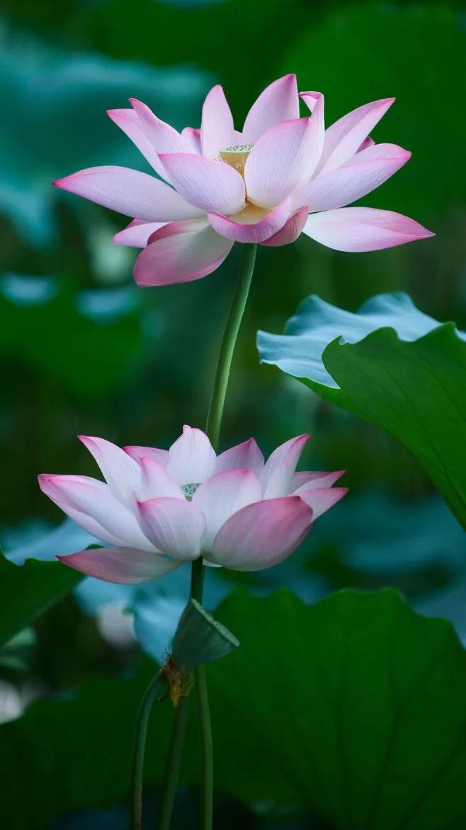 漂亮美丽的荷花壁纸,雨中荷花壁纸荣盛城