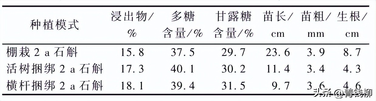 铁皮石斛仿野生种植技术,普洱铁皮石斛林下种植