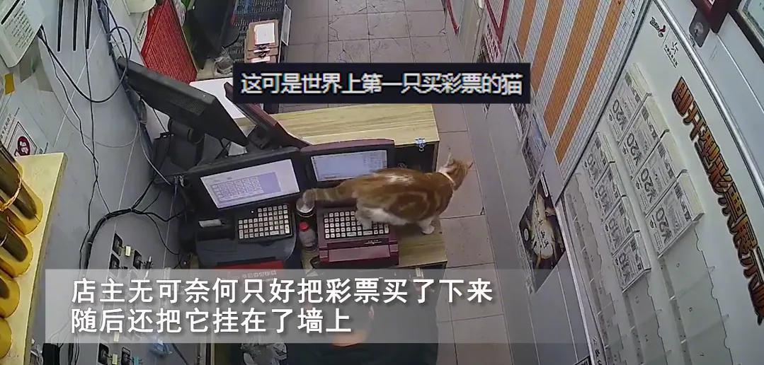 小猫无意间打出一注彩票,猫咪买了一注彩票