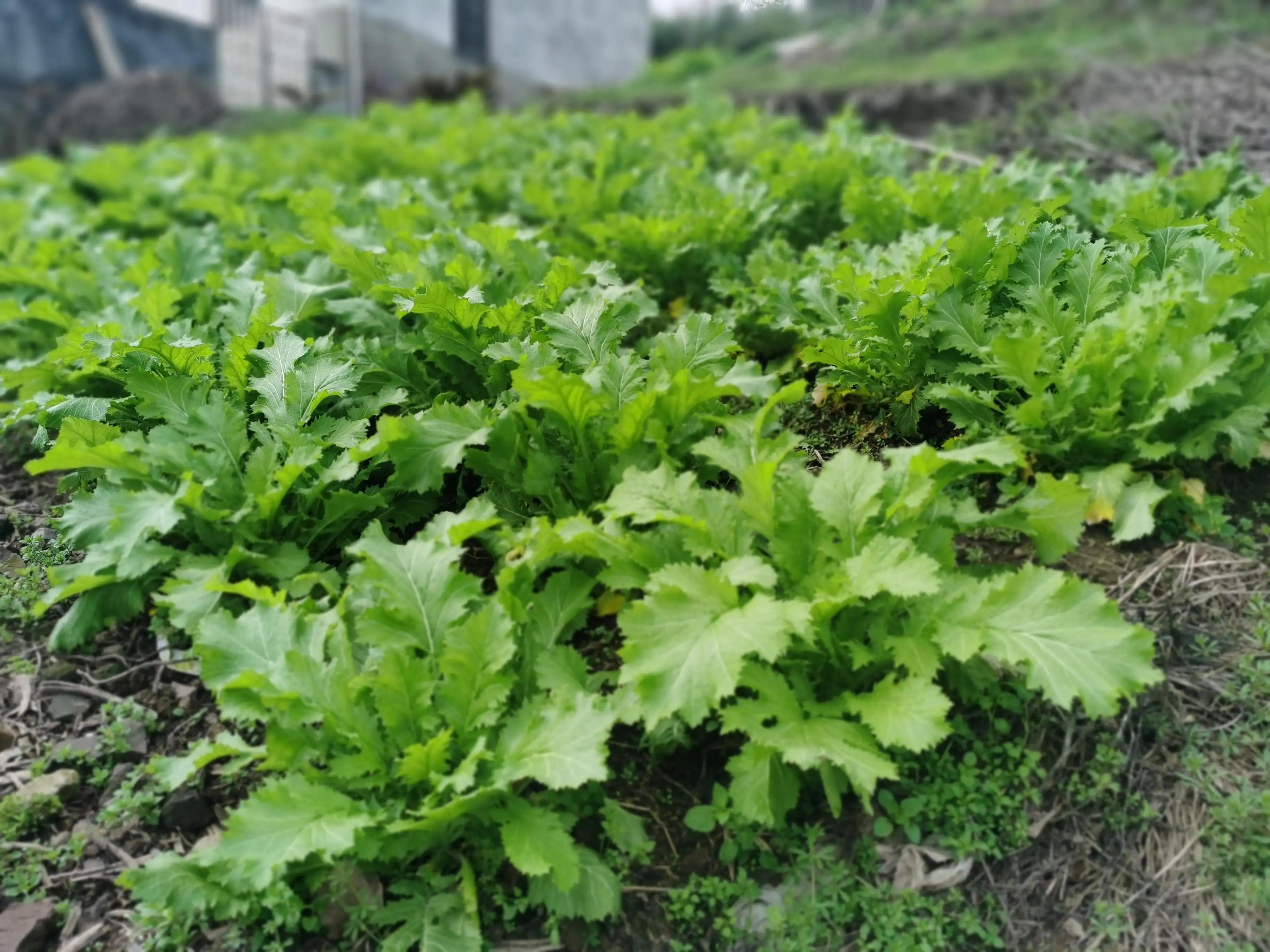 绍兴最好的笋丝梅干菜制作方法,浙江笋丝梅干菜的家常做法
