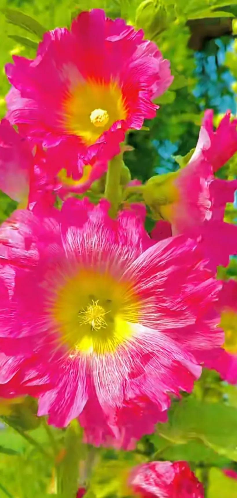 蜀葵花唯美大图片,世上最美的蜀葵花图片图文