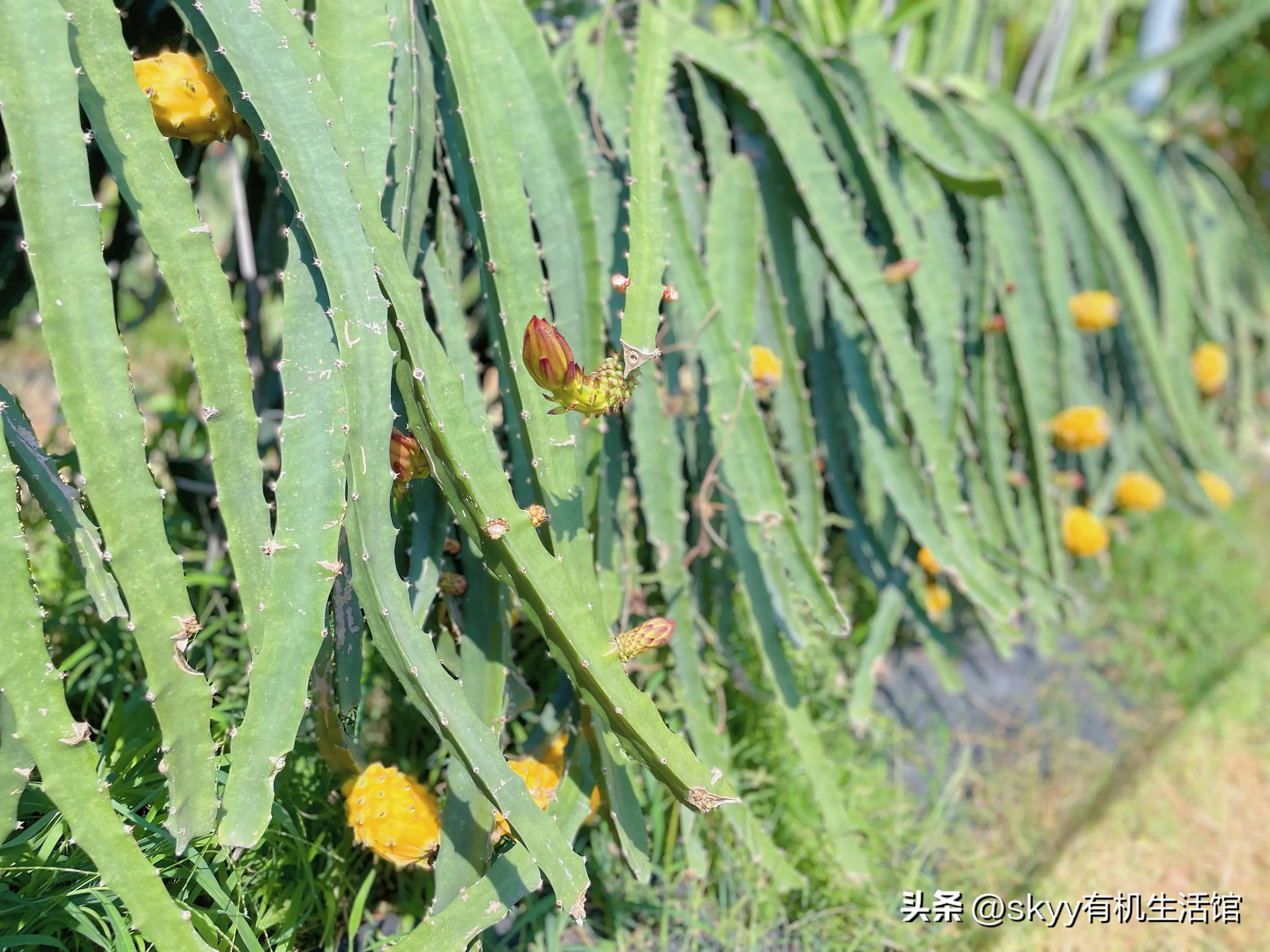 海南燕窝果基地一件代发,海南燕窝果基地批发