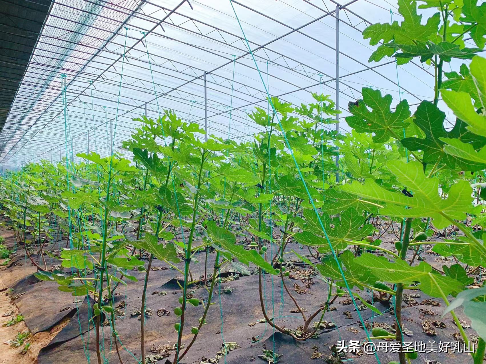 乳山一片海无花果,品味山海乳山