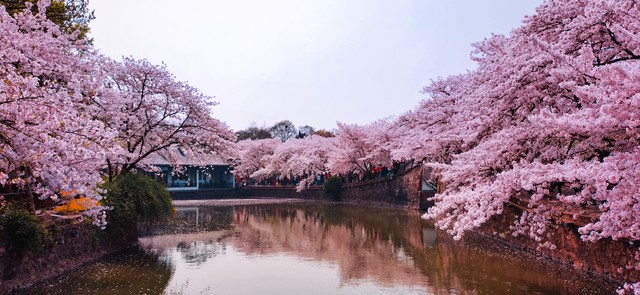 日本樱花树下的爱情,樱花下的爱情真是令人羡慕