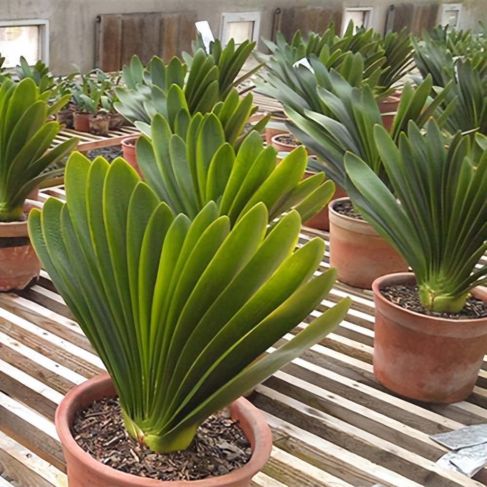 目前的君子兰怎样护养,怎么样能把君子兰养好