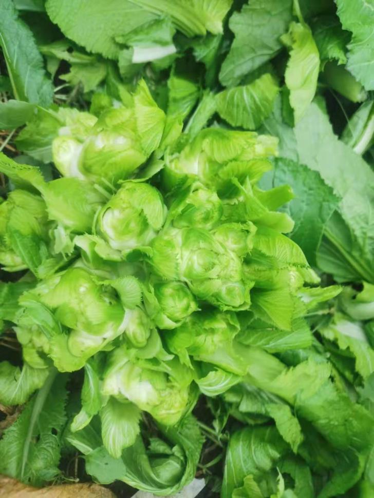 菜农伯伯与农业对话,蔬菜与大棚对话