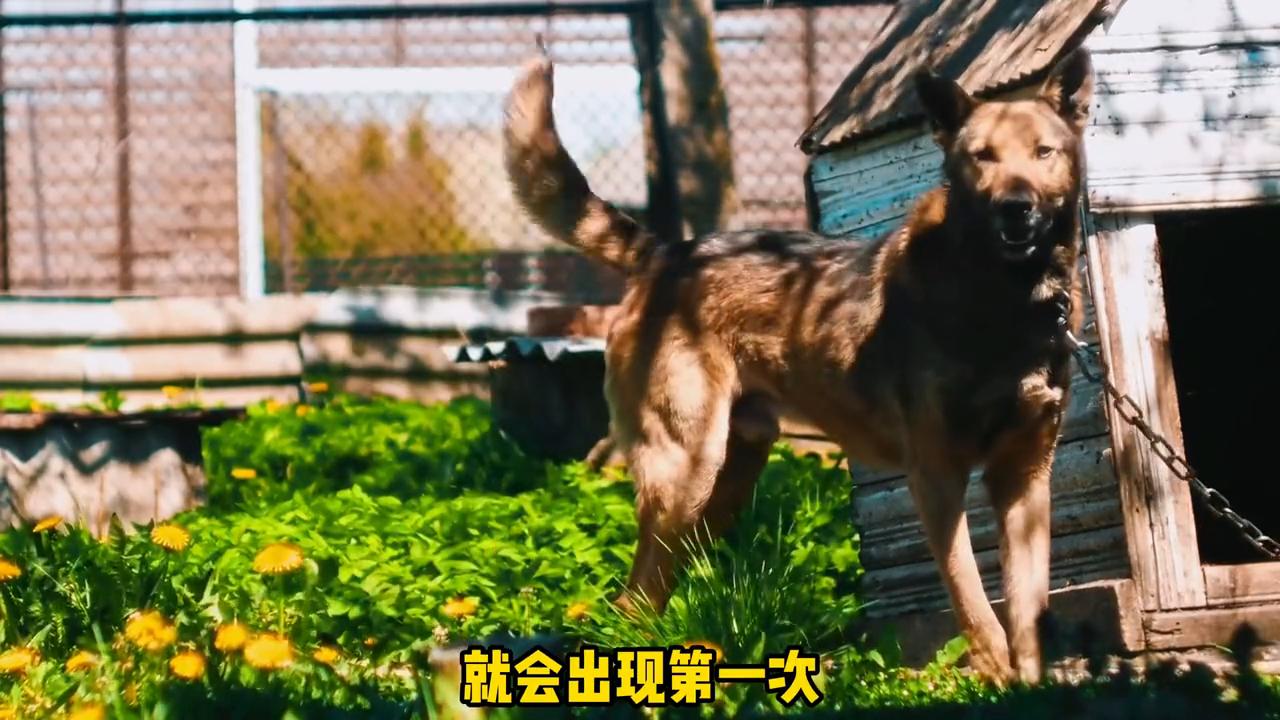 狗狗的第一次发情时间是多久？