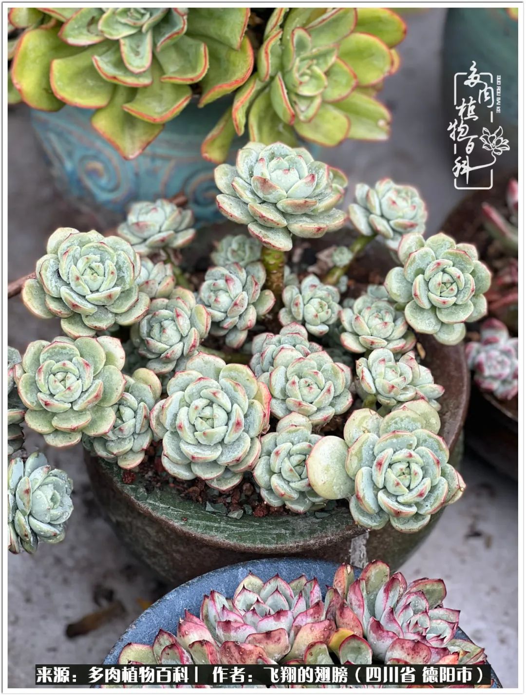 多肉的正确养殖方法冬天怎么养活,多肉怎么养活而且长得快且好看