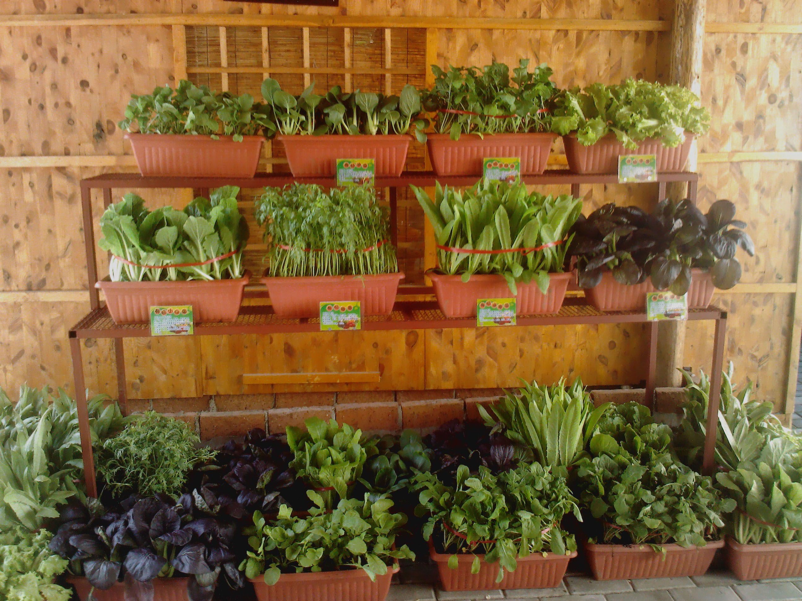 养花长虫子怎么办,养花招虫子的处理方法