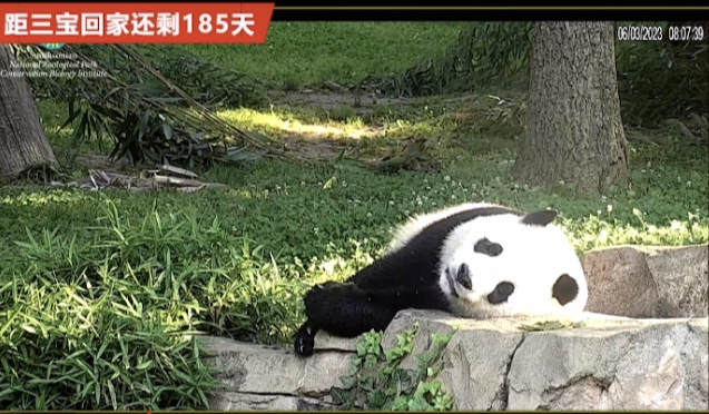 6.3日小奇迹崽崽:快给本崽崽多多上供能吃的竹子和竹笋