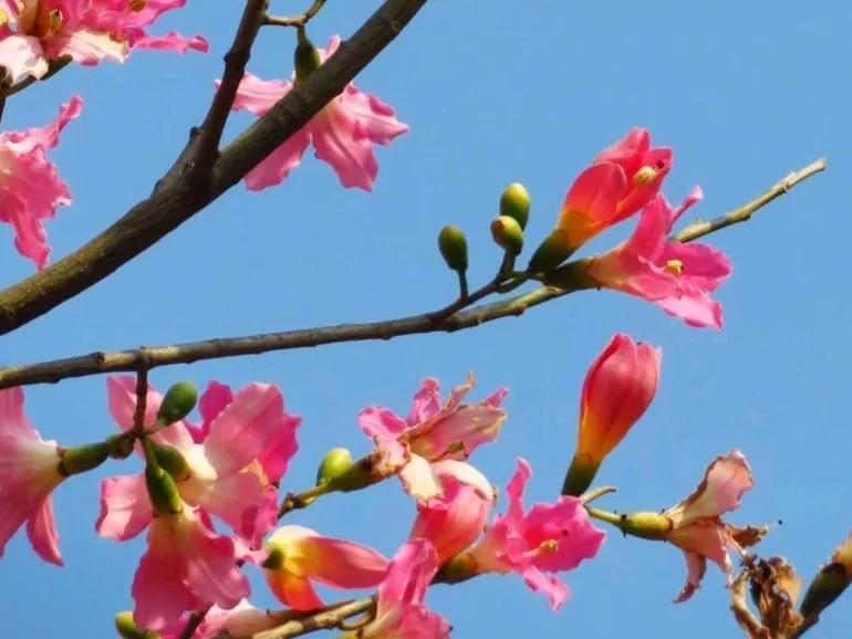 春夏之交，越来越多的花含苞欲放，这一百种娇媚蓓蕾真是美不胜收