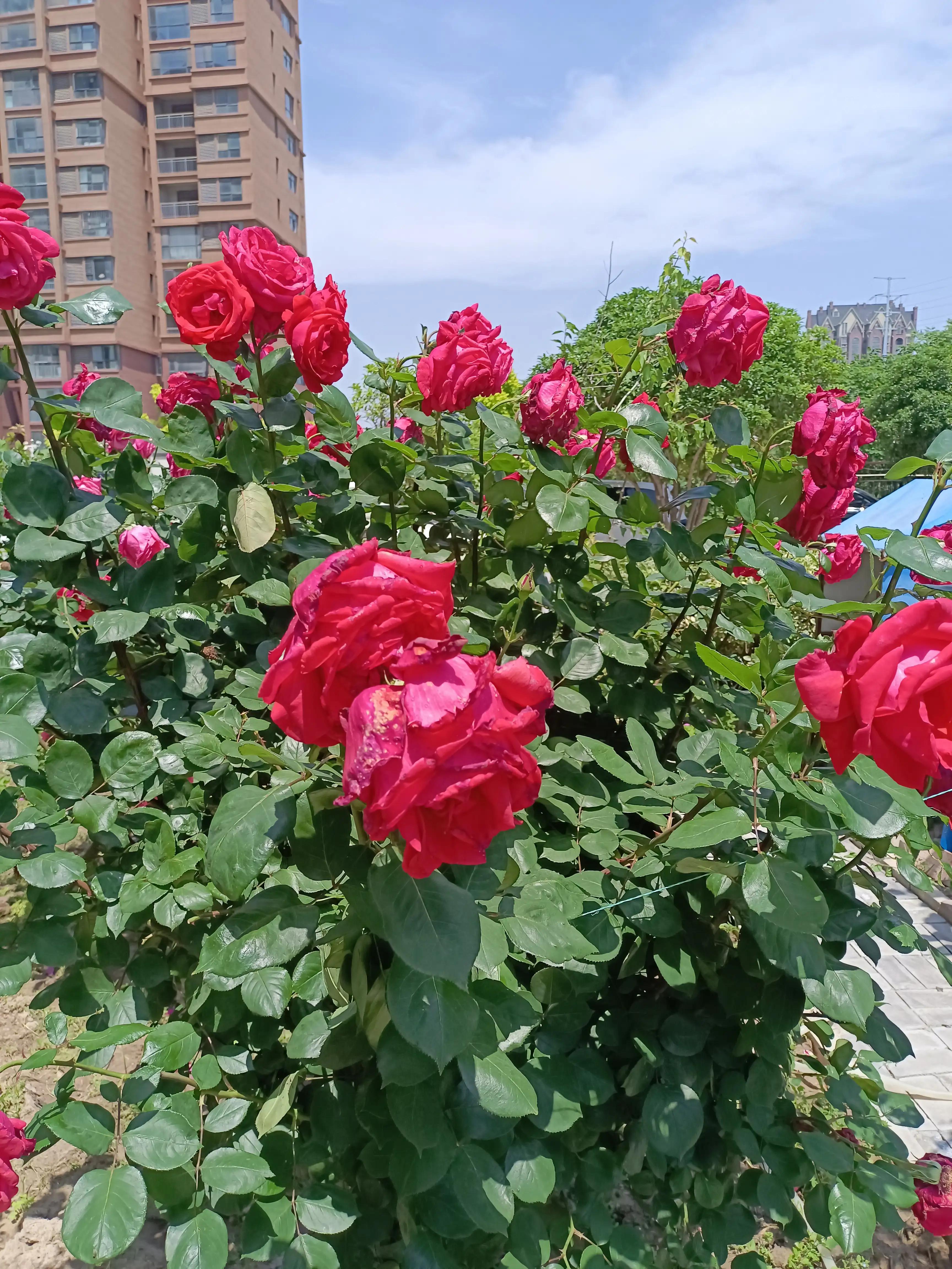 江西省直机关工委足球联赛,省直机关足球比赛