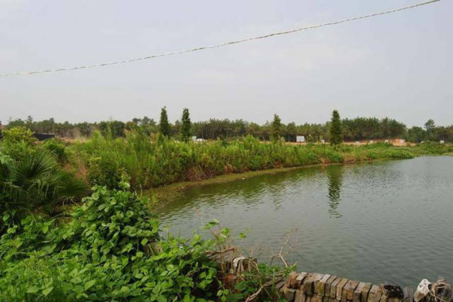 千年草籽万年鱼籽有什么作用,千年草籽万年鱼籽是真的假的