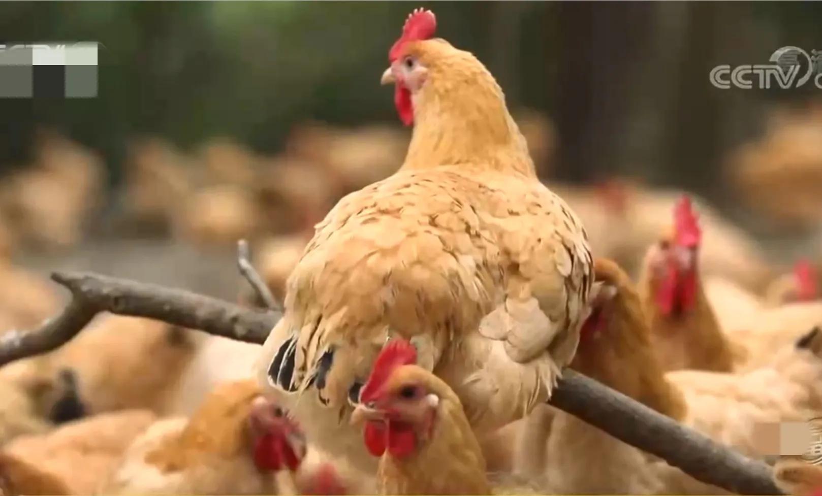 浙江男子把鸡和猪塞进大缸，靠278口大缸，一年销售额3000多万元