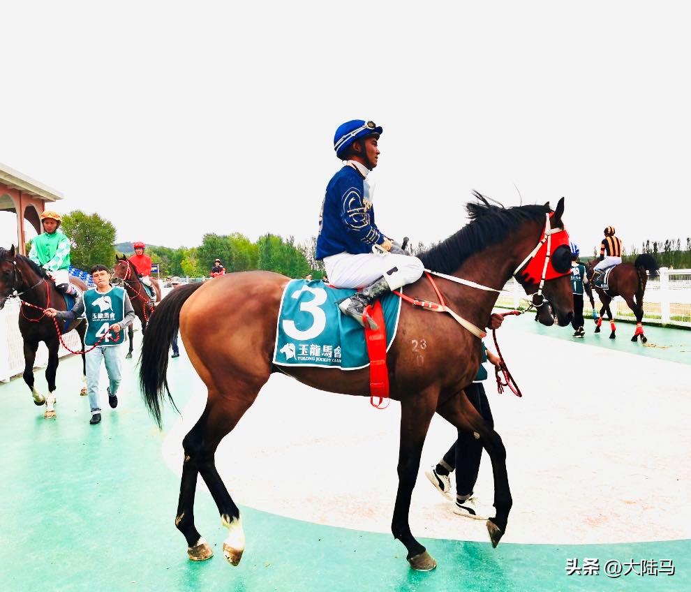 大陆马会马术,大陆马会马术体验