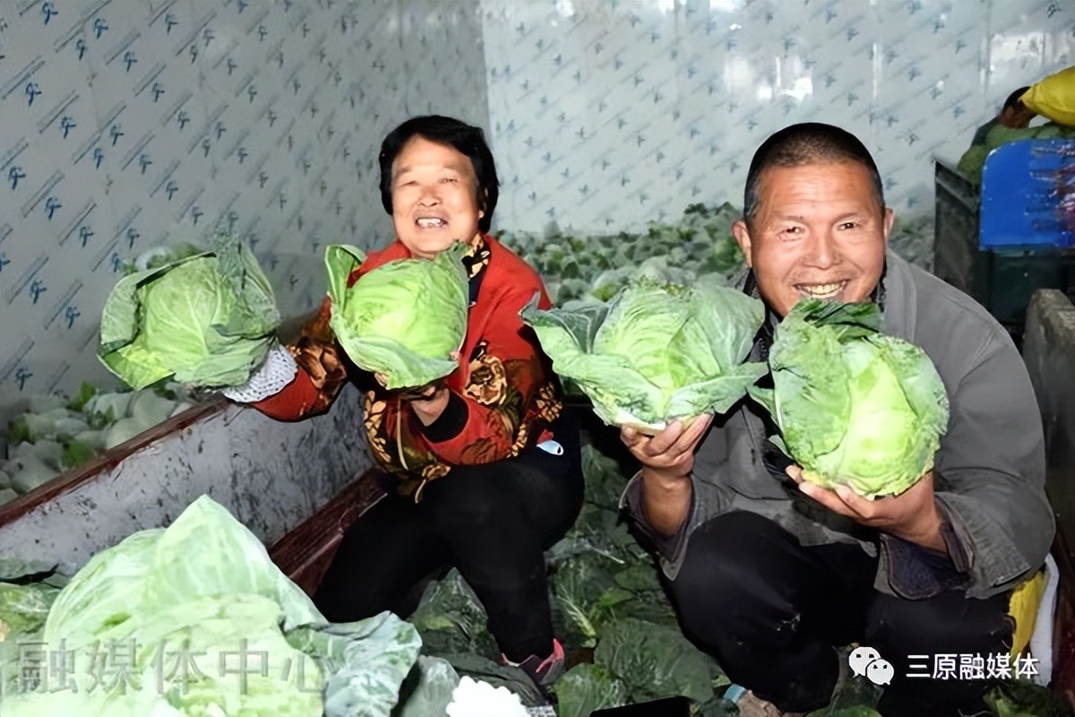 鲁桥镇:万亩陆地菜“蔬”写百姓好“钱”景