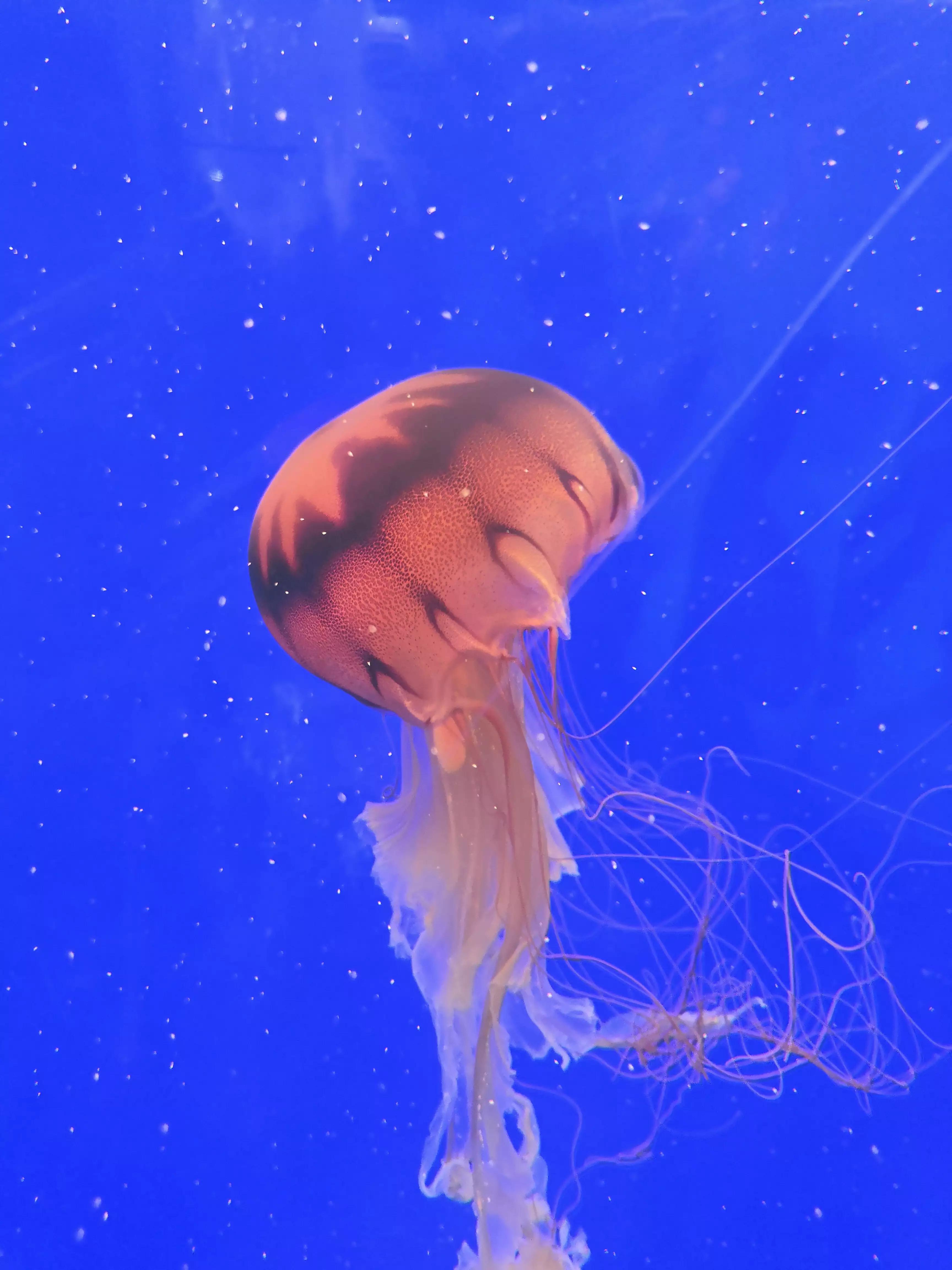 上海海洋水族馆鲨鱼,上海海洋水族馆当天能购票吗