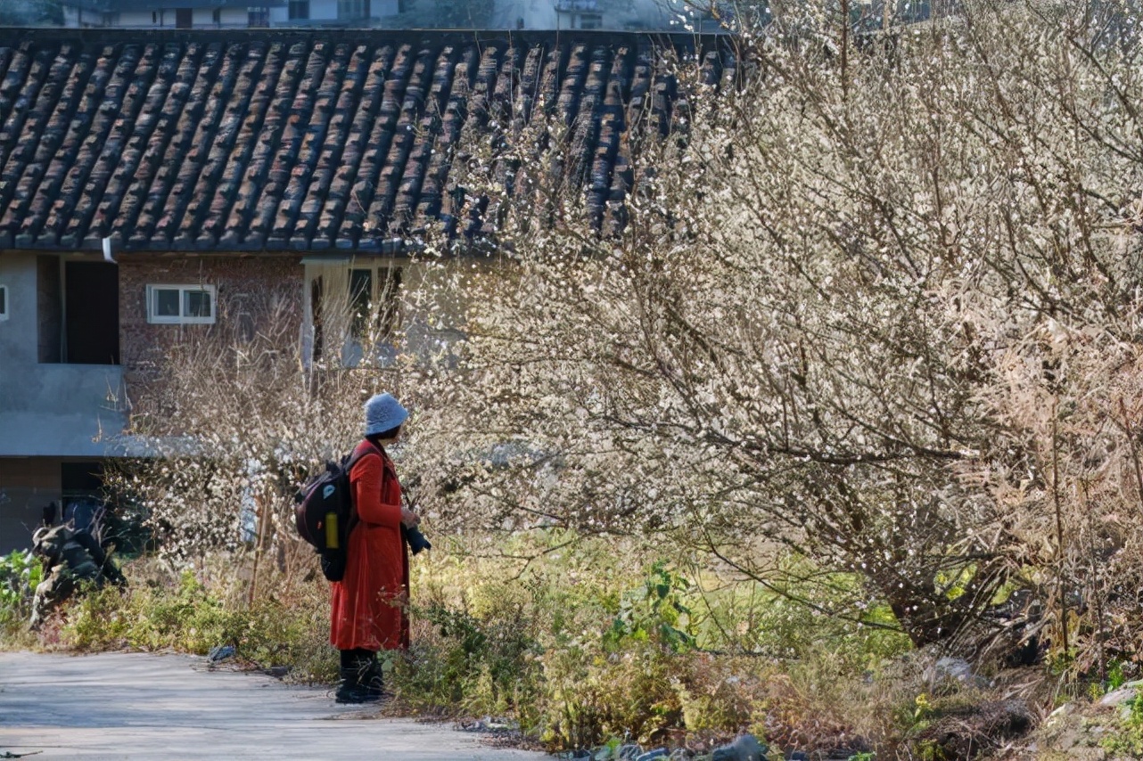 永泰青梅花开全部视频,永泰青梅丰收季节