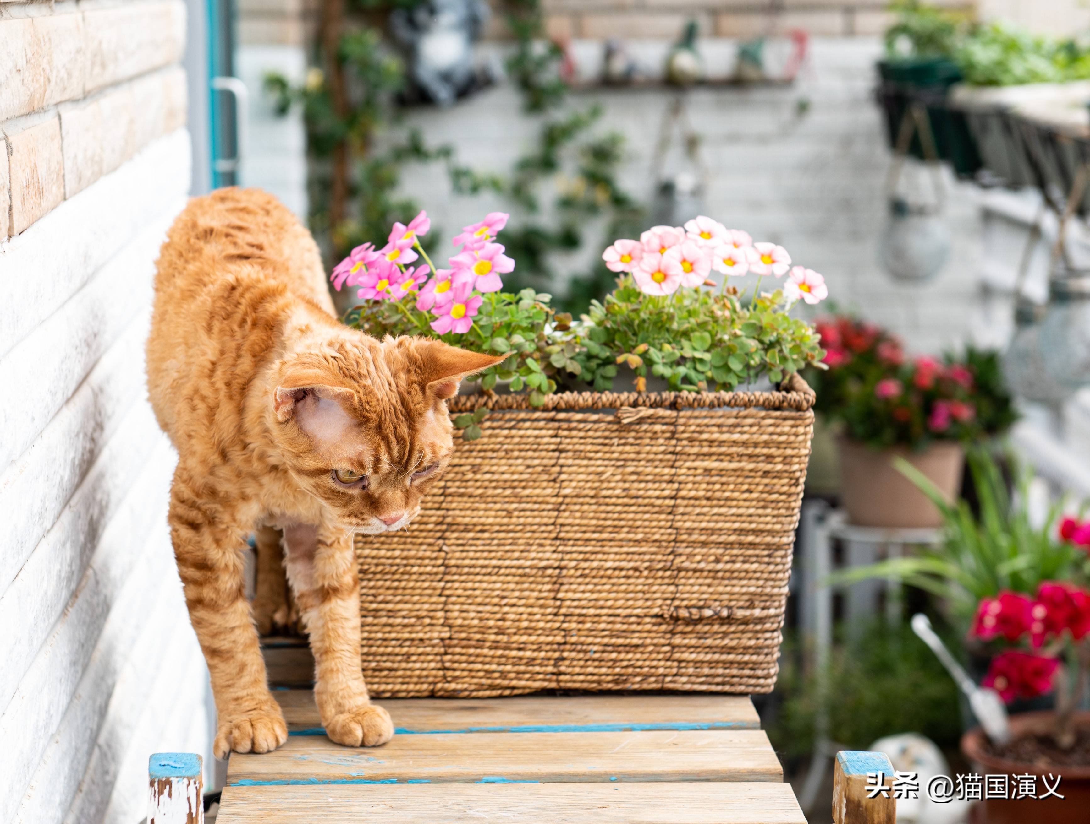 酢浆草和三叶草有什么区别,德文卷毛猫跟狸花猫配