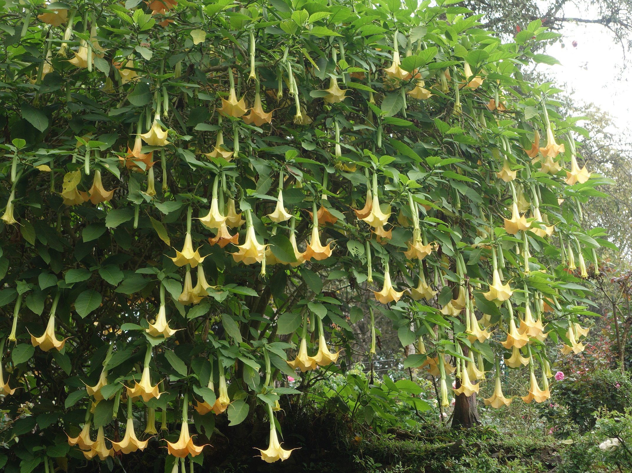 世界上最危险的十种树排行完整,史上最危险的4种树