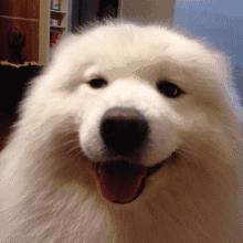 狗狗“怀孕”啦，快这样照顾它