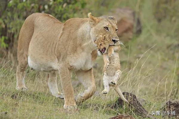 狮子的晚年如何度过,狮子老了的下场