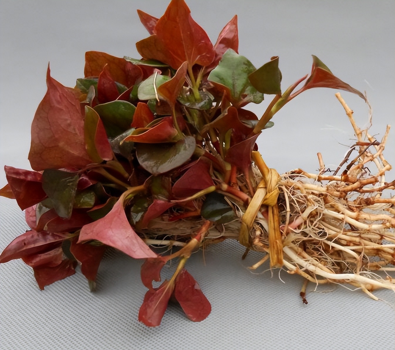 为什么说鱼腥草是害人草,鱼腥草是害人草还是养生草