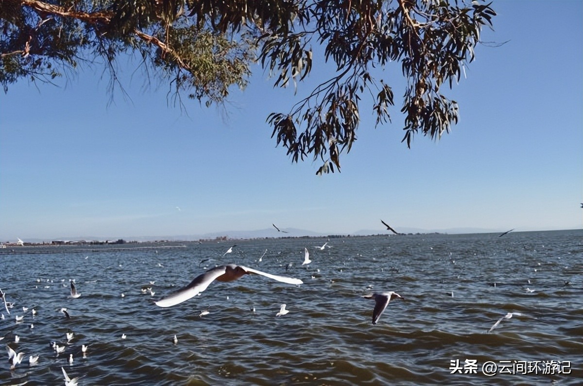 「一根风花雪月的鸡毛」（云南丨昆大丽香）