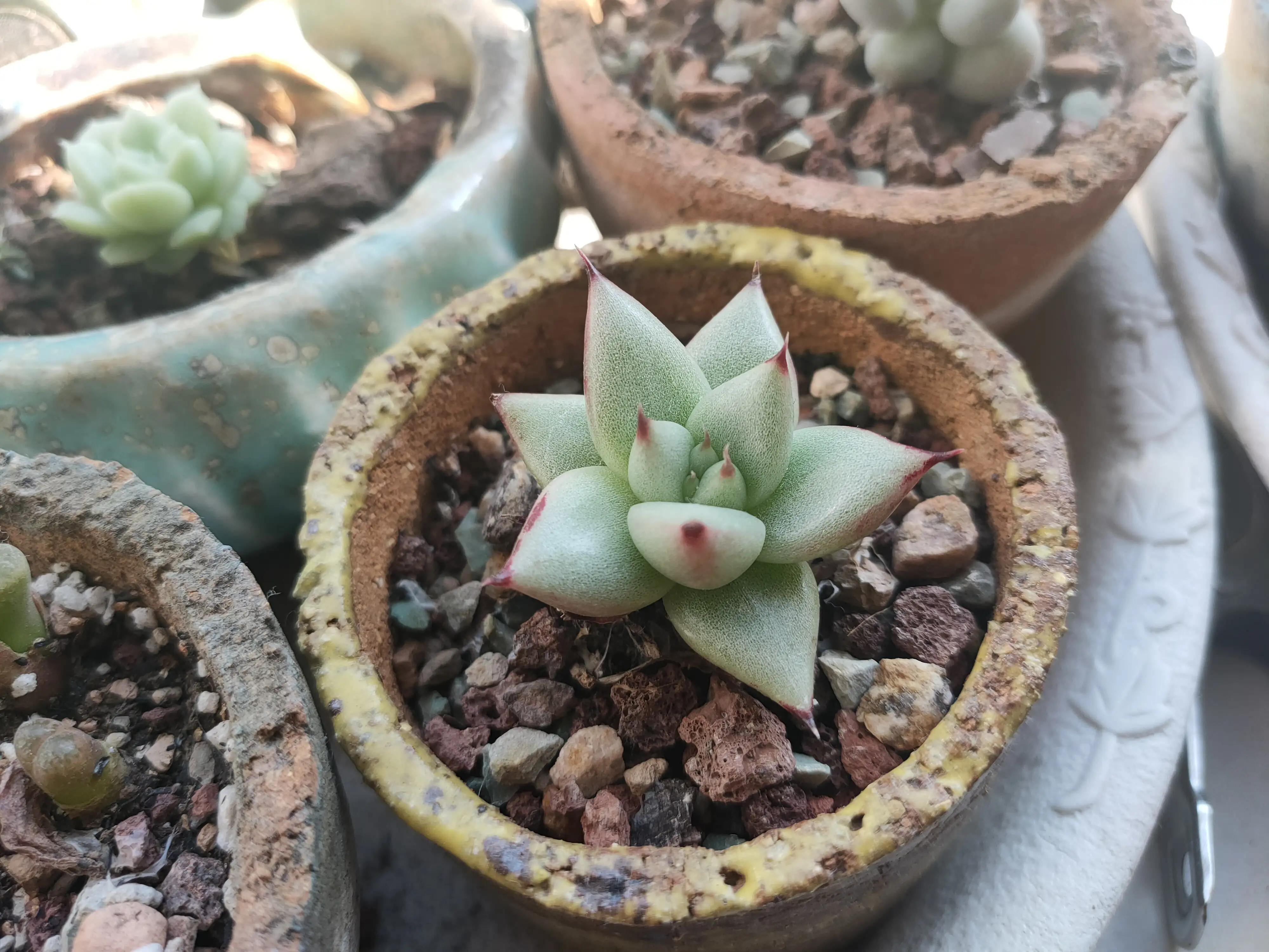 雪樱多肉韩国进口,韩国芦荟多肉品种