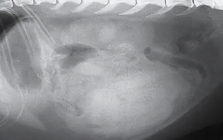 猫咪常见眼病的治疗方法,治疗猫咪常见疾病的几种药