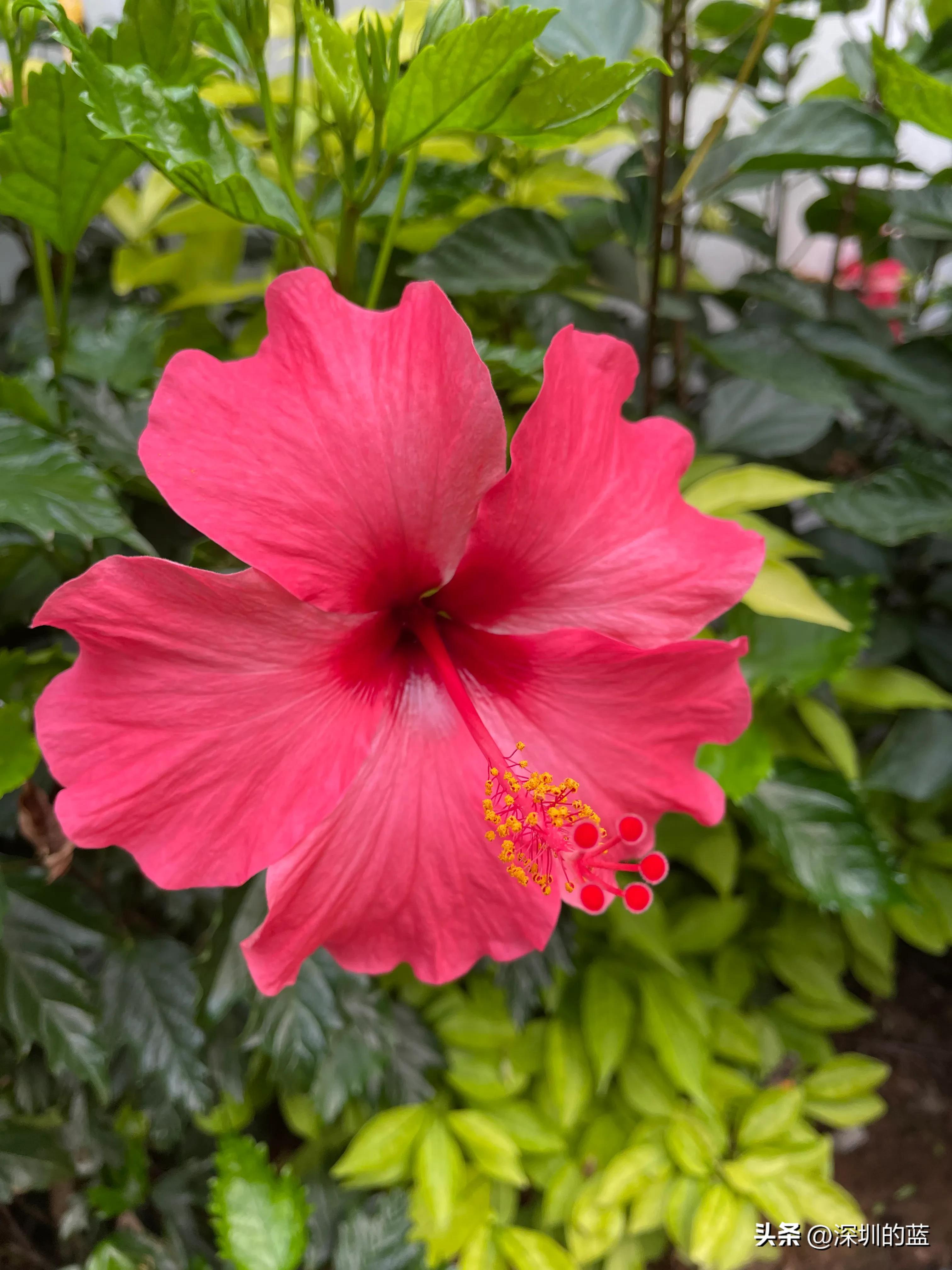 拔除智齿解决了多年的口臭,拔掉四颗智齿意外治好了口臭