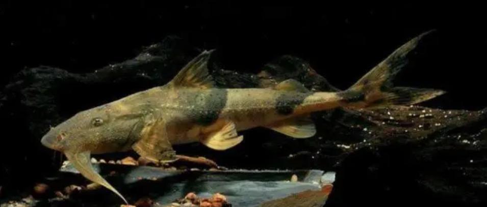 在印度是吃人水怪,在云南就是道菜!快要消失的面瓜鱼有多好吃?