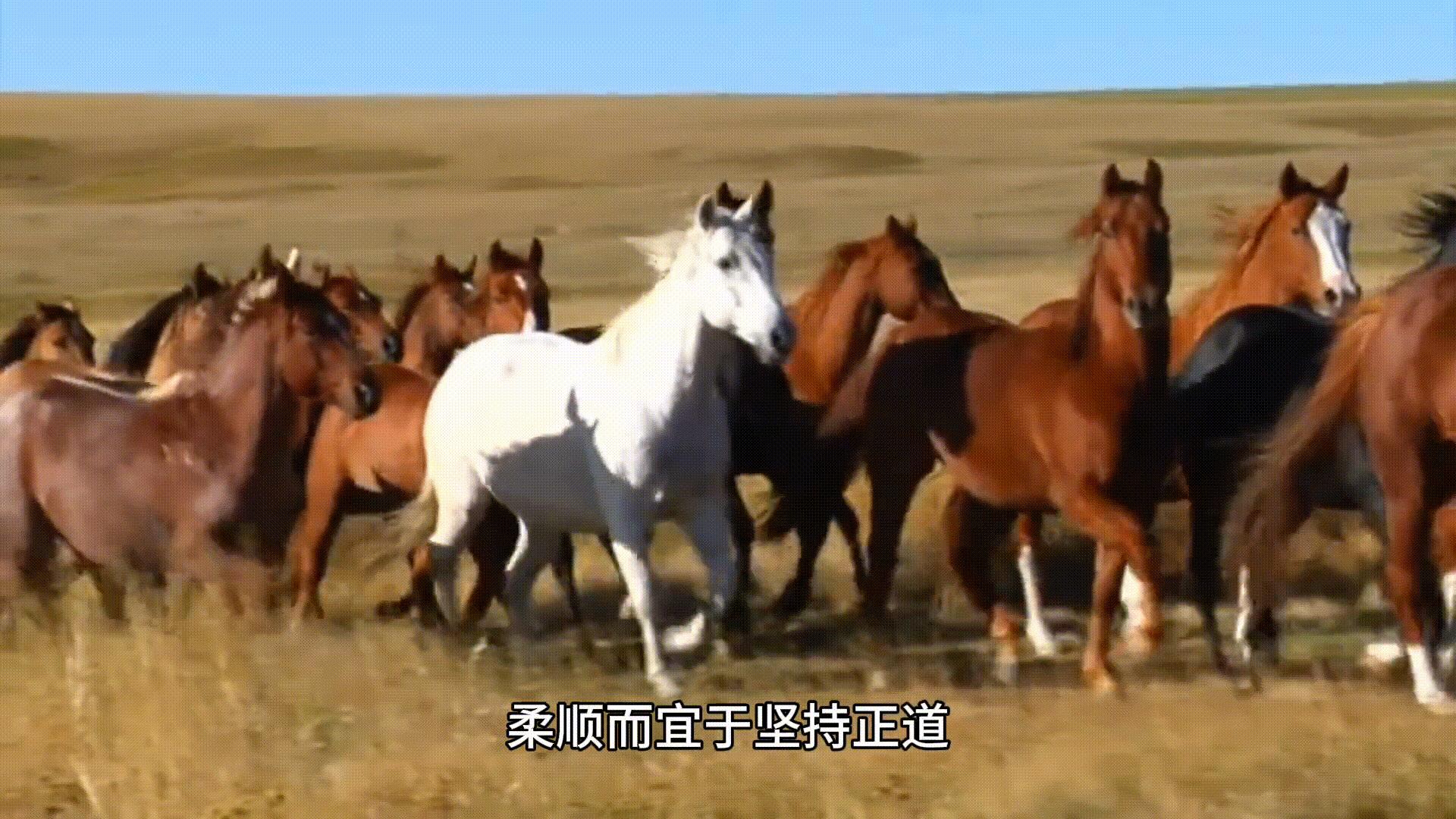 易经的智慧1-160全集讲解视频,易经的智慧150讲全部视频