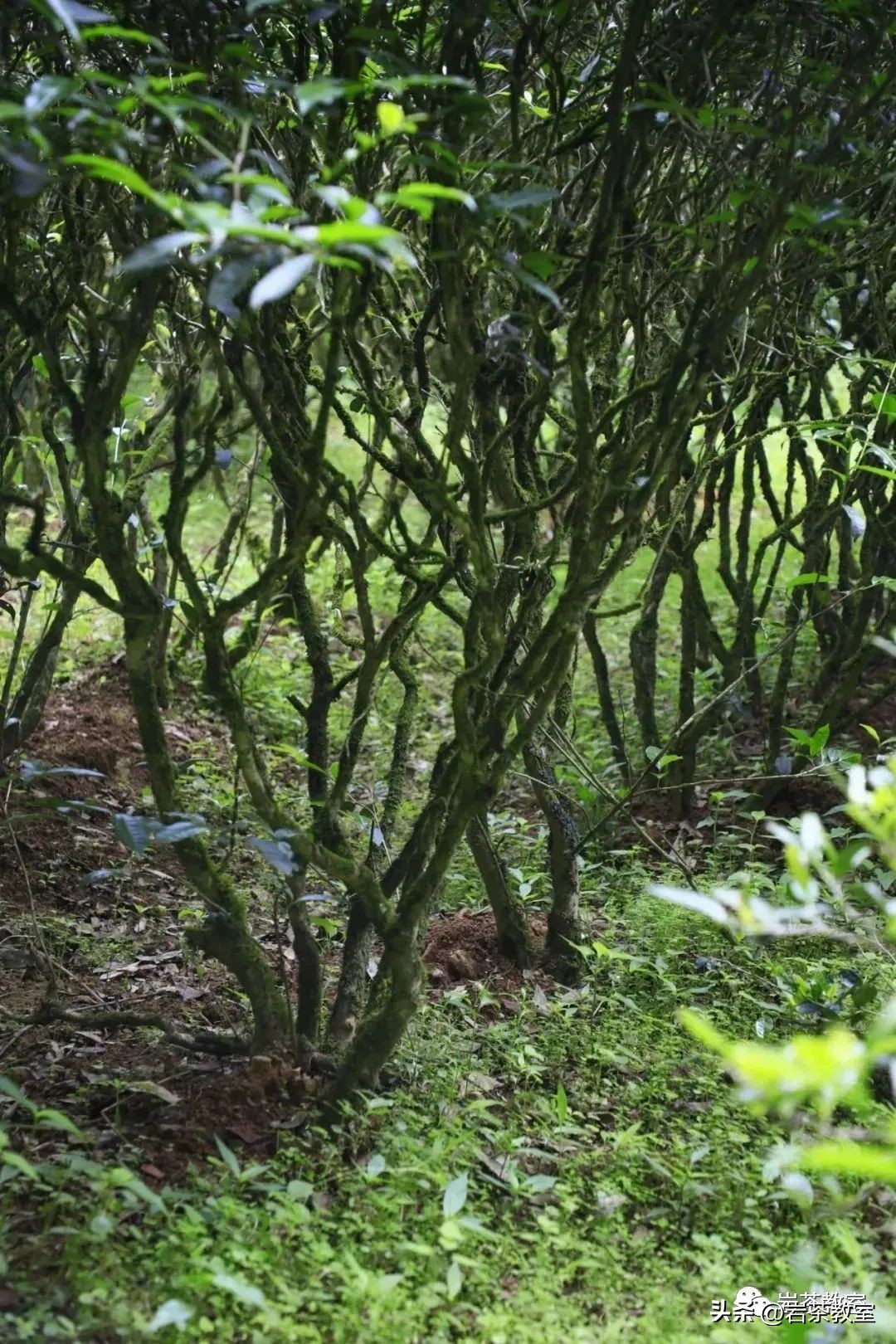 带兰花香的岩茶是什么品种,带香味的茶是假的吧