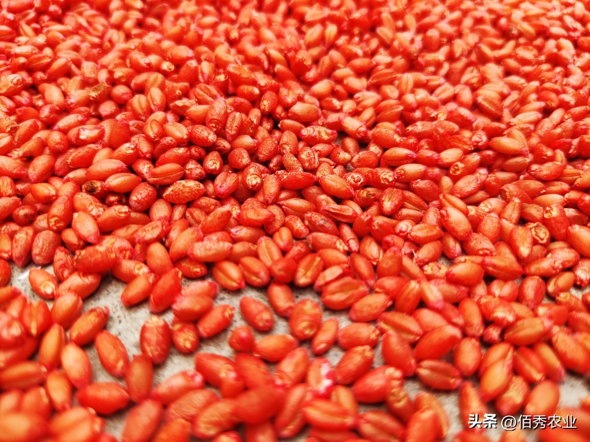 土壤中的病虫害可以用灭害灵,土传病害克星秘方