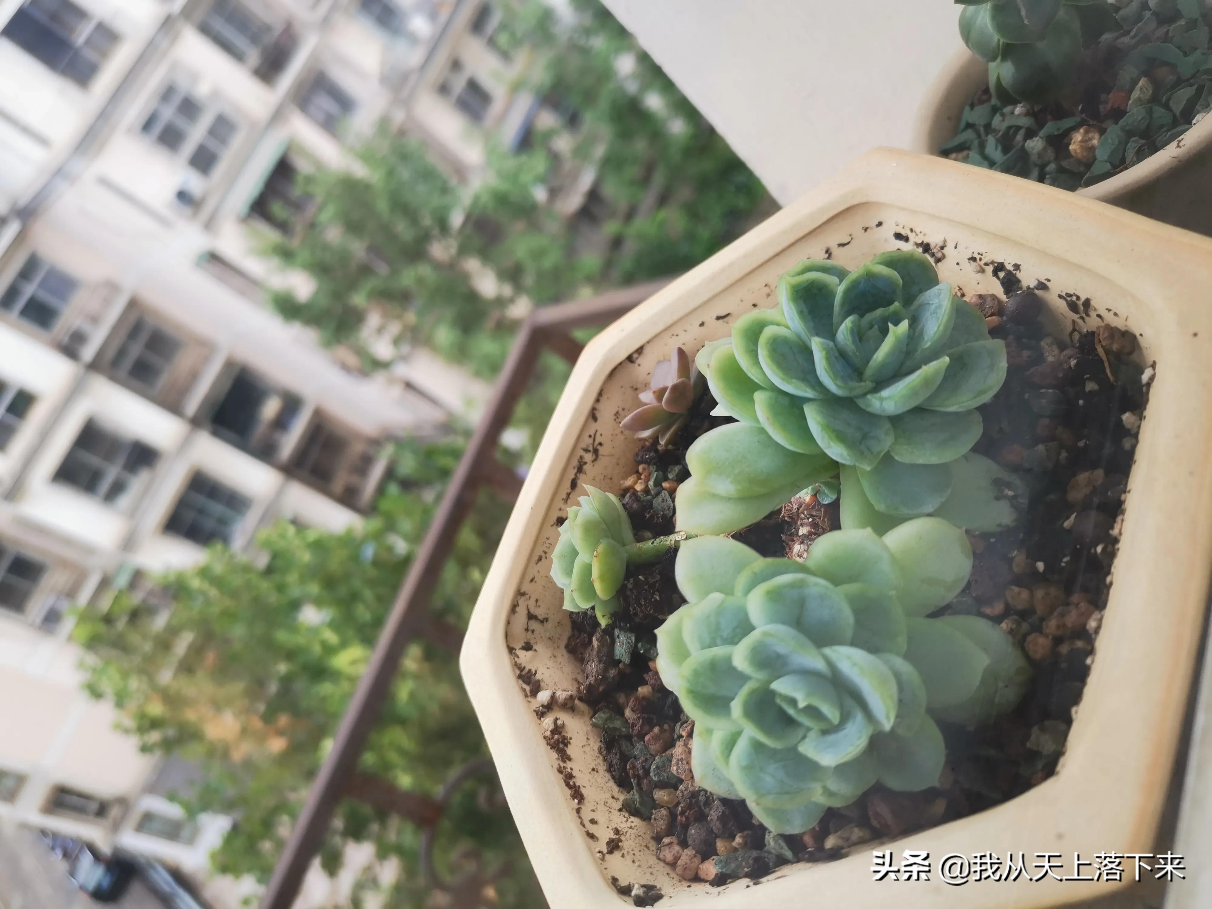 多肉品种及图片大全欣赏,多肉品种辨别图片大全欣赏