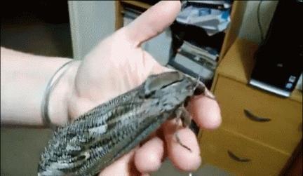 世界上最奇怪最大最恐怖的蛇图片,世界上十大恐怖诡异蛇