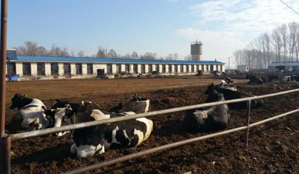 日本人在中国租了1500亩地多少钱,日本人在中国租1500亩地后续