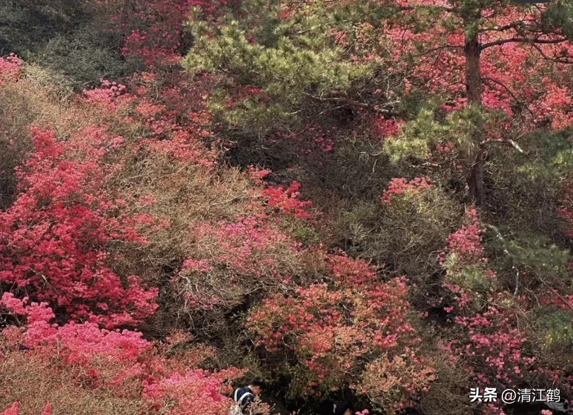 映山红扦插繁殖方法,映山红的扦插繁殖方法